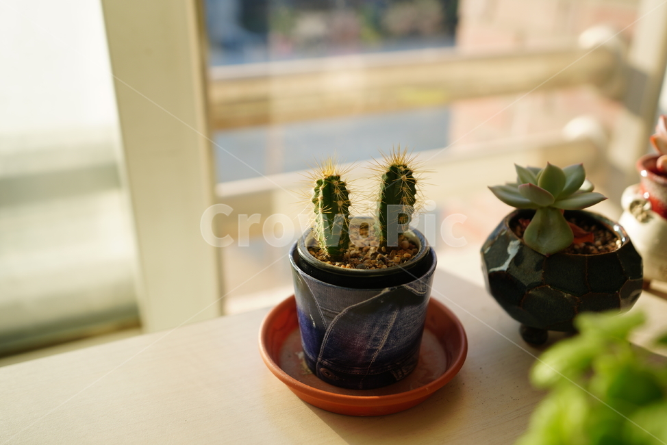 빛,화분,식물,꽃,플라워,취미,느낌,감성,창,창가,생명,생물,식물,자연,plants,nature,실내용화초,화분,화초,house plant