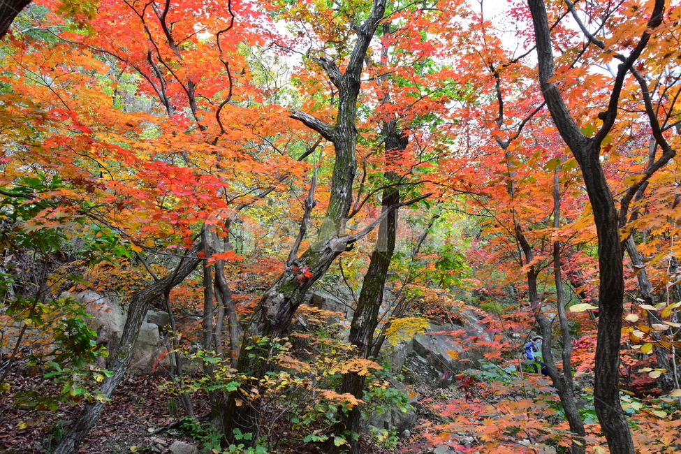 가을,단풍,자연,풍경,북한산,잎,단풍잎,붉은,나무,계절,계곡,숲,힐링,plant,fall,autumn,season,forestnature,landscape,한국자연풍경,한국자연경관,korea,tree,maple,leaf,가을,계절,fall,autumn,season,자연,풍경,nature,landscape,식물,plants,나무,trees,wood,tree trunk,나무 줄기