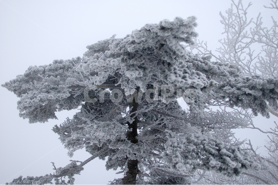 태백산,주목,등산,겨울산,설경,눈꽃,겨울,계절,winter,season,식물,자연,plants,nature,나무,trees,wood
