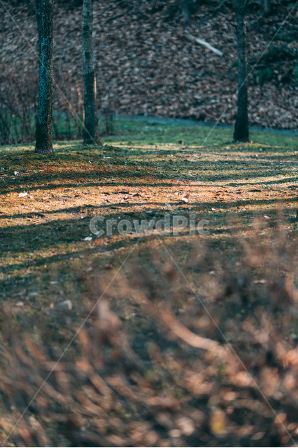 낙엽,nature,자연,나무,그림자,plants,가을,햇빛,자연,풍경,nature,landscape,ground,바닥