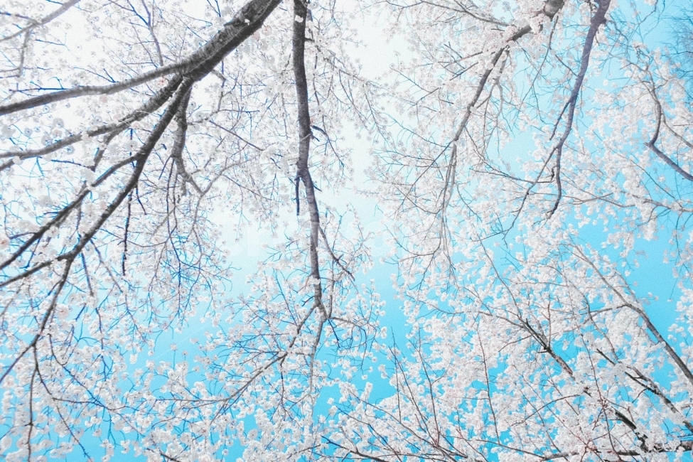 스냅,감성사진,필름,필름느낌,필카,벚꽃,벚꽃축제,벚꽃여행,봄,계절,여행,국내여행,봄,계절,spring,season,식물,자연,plants,nature,나무,trees,wood,감성,sensible,feeling,색깔,색상,색채,색감,color sense,color sensitivity,feeling of color,tree,plant