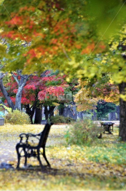 가을,단풍,낙엽,자연,나무,풍경,울긋불긋,계절,아름다움,식물,숲속,fall,trees,nature,autumn,season,단풍잎,단풍나무,자연풍경,은행나무,벤치,감성,가을,계절,fall,autumn,season,자연,풍경,nature,landscape,tree,plant,tree trunk,나무 줄기,furniture,가구
