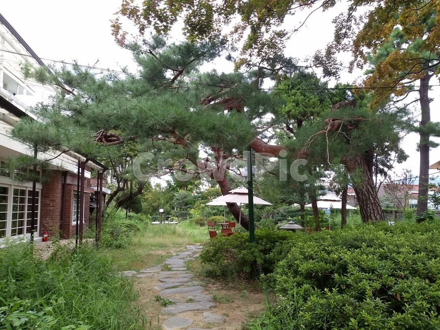 집,정원,소나무,가든,garden,실외,창문