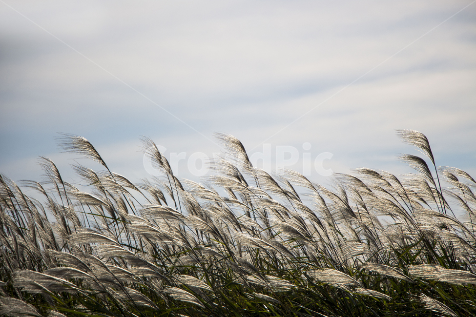 억새,억새밭,가을,갈대,자연,풍경,식물,하늘,가을,계절,fall,autumn,season,grass,잔디,plant,lawn,reed