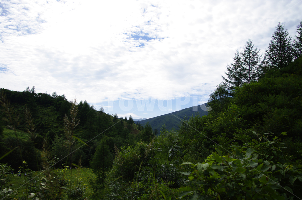 나무,하늘,구름,고원,풍경,식물,자연,풍경,nature,landscape,tree,plant,fir,전나무,conifer,구과 식물