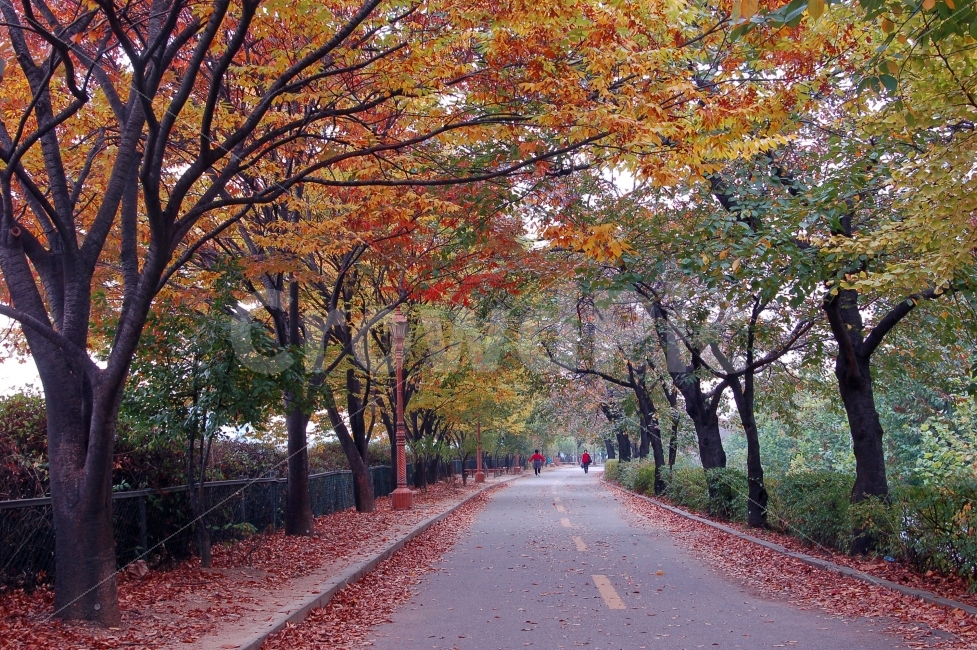 가을,단풍,낙엽,길,가로수,나무,산책,산책로,풍경,도로,사람,가을풍경,단풍길,자연,풍경,nature,landscape,가을,계절,fall,autumn,season,tree,plant,식물,maple