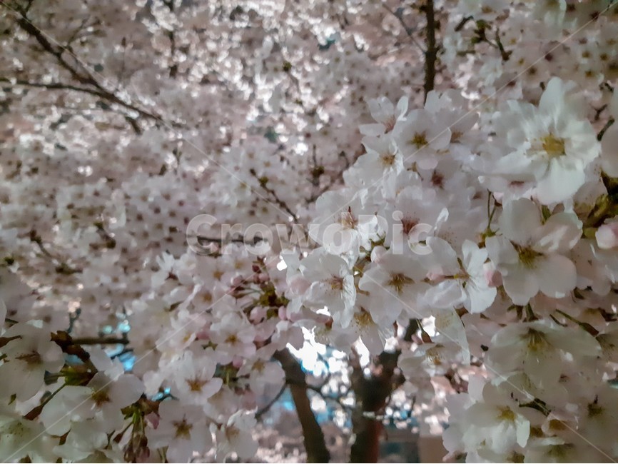 봄,꽃,벚꽃,분홍색,blossom,나무,꽃잎,봄,계절,spring,season,식물,자연,plants,nature,꽃,flower,plant