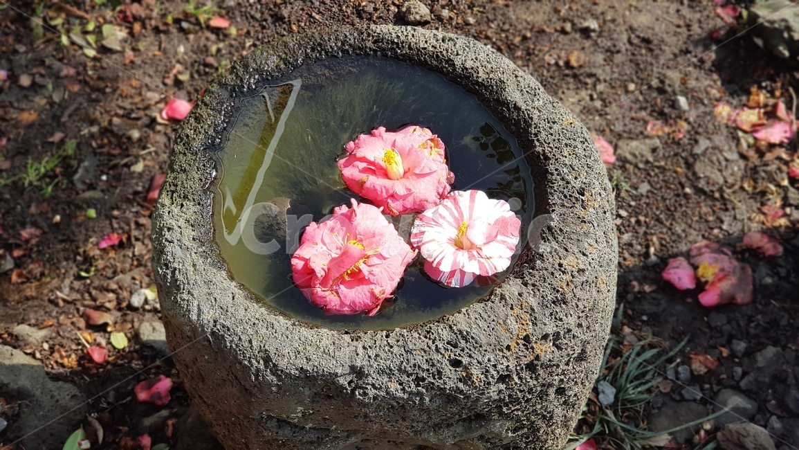 동백,동백꽃,꽃,카멜리아,식물,꽃,flower