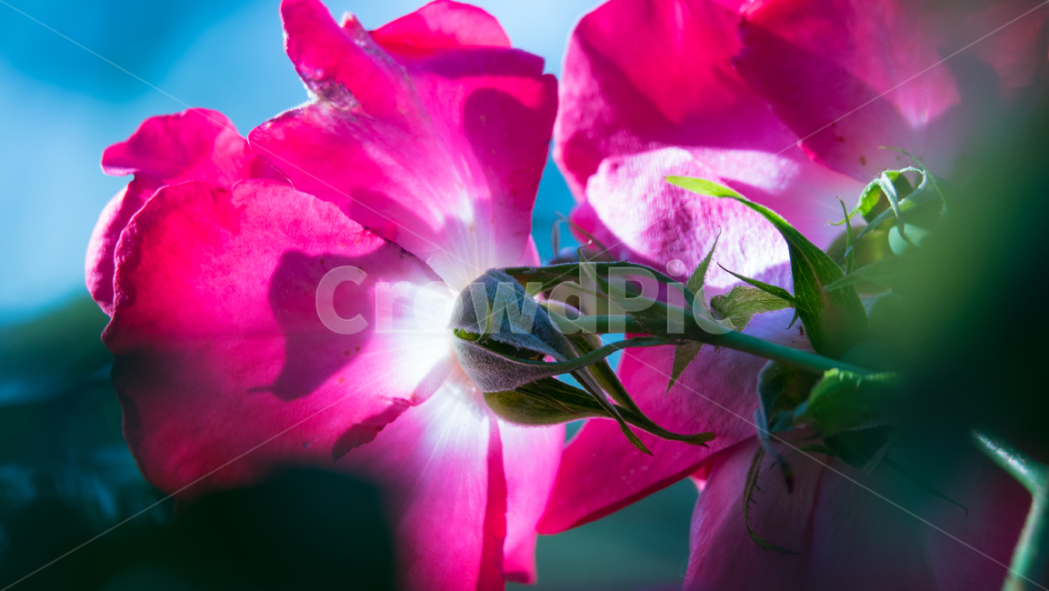 나팔꽃,꽃,flower,식물,자연
