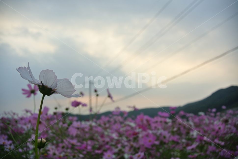 flower,꽃,blossom,코스모스,plant,식물,가을,가을꽃,꽃밭,식물,자연,plants,nature,꽃,flower