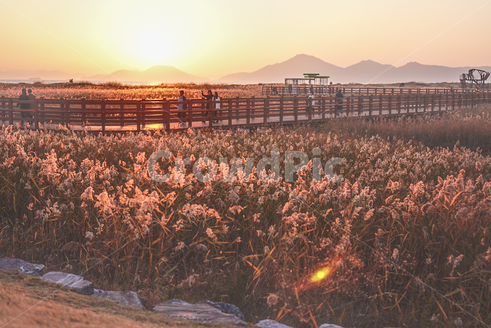 다대포,해수욕장,공원,노을,억새,sunset,flamegrass,dadepo,beach,park,감성,가을,계절,fall,autumn,season,자연,풍경,nature,landscape,사람들,대중,군중,other people,crowd,감성,sensible,feeling,water,물,waterfront,워터 프론트