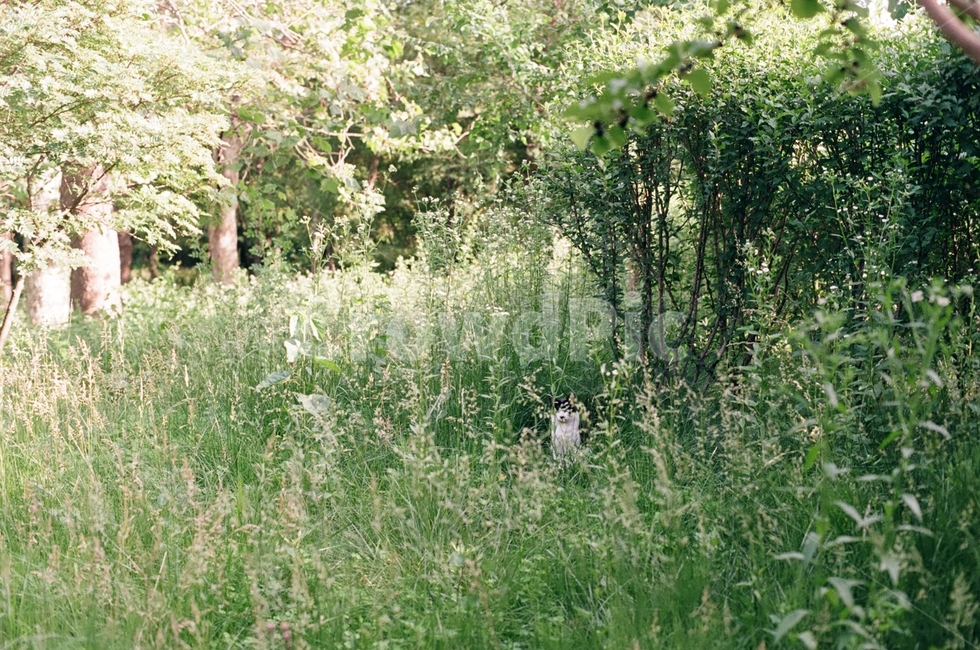 고양이,cat,평화로운,숲,자연,따뜻한,수풀,편안한,동물,animal,포유류,mammal,고양이,cat,kitten,kitty