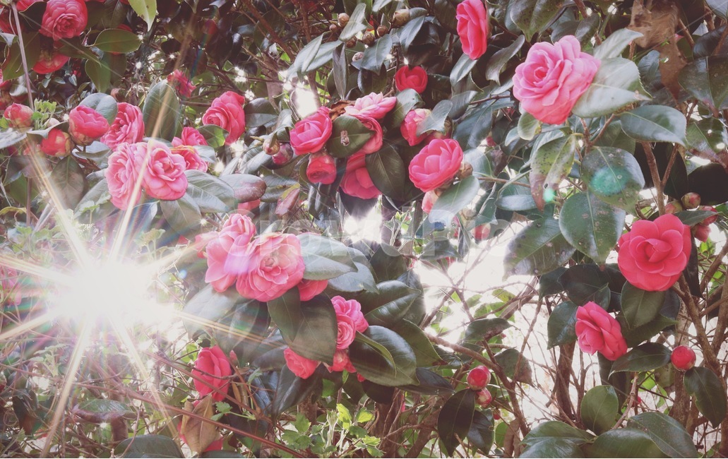 동백,동백꽃,햇빛,감성,색감,식물,자연,plants,nature,꽃,flower,감성,sensible,feeling,휴식,힐링,rest,relaxation,healing