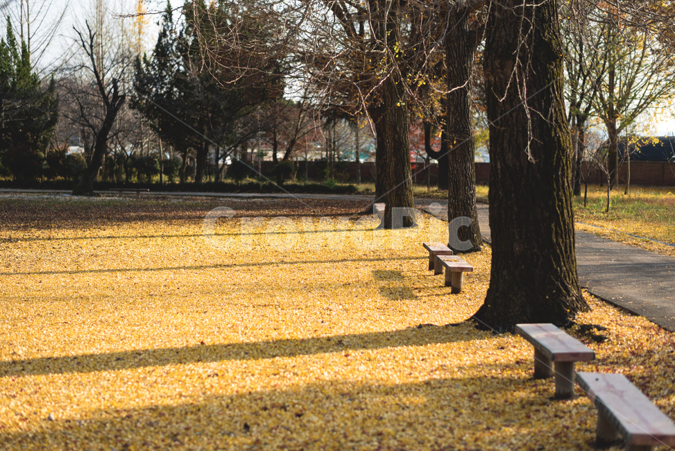 가을,은행잎,가을풍경,풍경,쓸쓸함,따뜻함,가을,계절,fall,autumn,season,자연,풍경,nature,landscape,tree,나무,plant,식물,tree trunk,나무 줄기,bench,벤치,furniture,가구