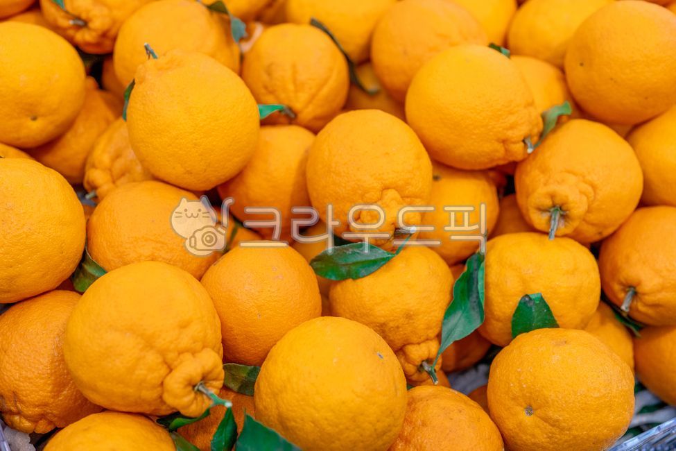 citrus fruits,Fruit,fruit,snack,tree fruit,Hallabong,leaf,Orange,food,citrusfruit,orange