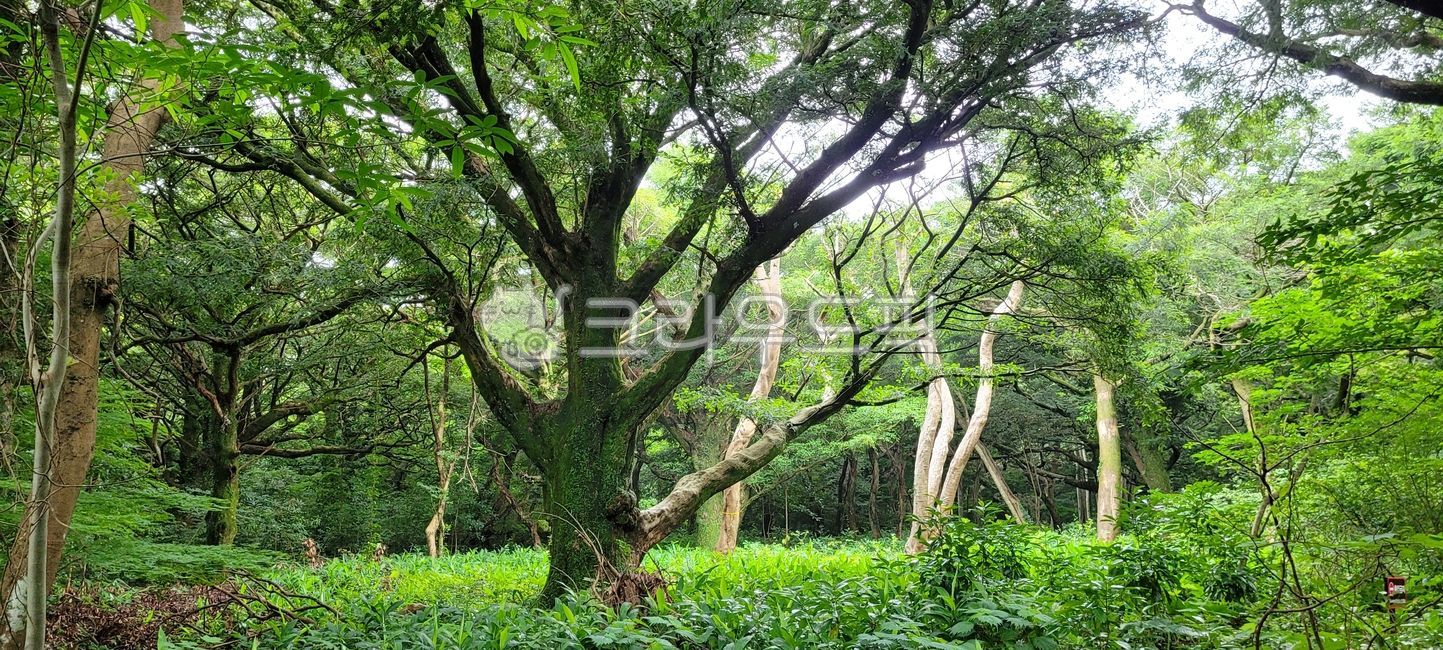 nature,woodland,red clay road,tree,vegetation,Samramji,small forest,healing,trace,tree trunk,grove,outdoors,road,road name,treetrunk,garden,rainforest,jungle