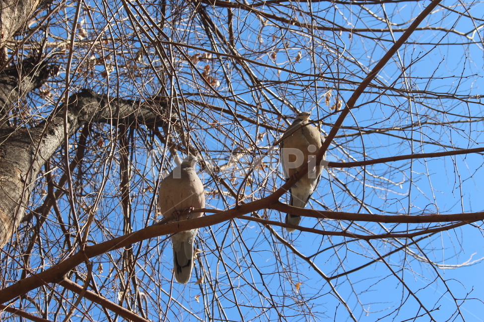 animal,동물,bird,산새,나무,tree,자연,산비둘기,비둘기