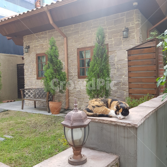 길냥이,길고양이,고양이,삼색고양이,삼색이,식빵자세