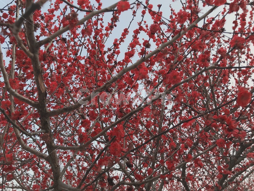 매화,붉은매화,빨간색,flower,꽃,나무,빨간나무,식물,감성사진,풍경,자연,가지