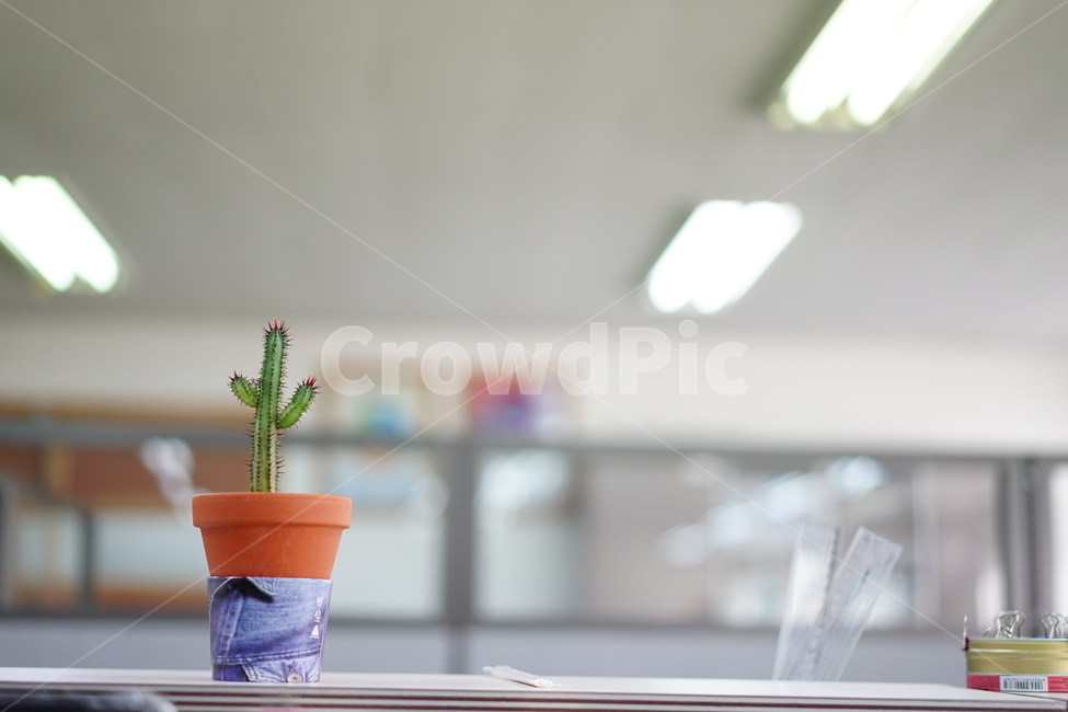 선인장,화분,화초,취미,식물,생명,가시,식물,자연,plants,nature,실내용화초,화분,화초,house plant