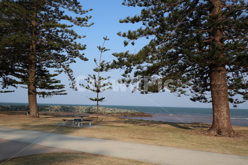 plant,식물,가구,bench,나무,tree