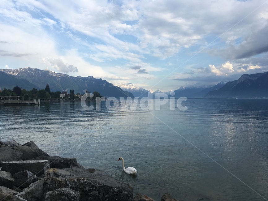 스위스,브뵈,switzerland,호수,lake,animal,동물,bird,새,nature,자연,water,물,백조