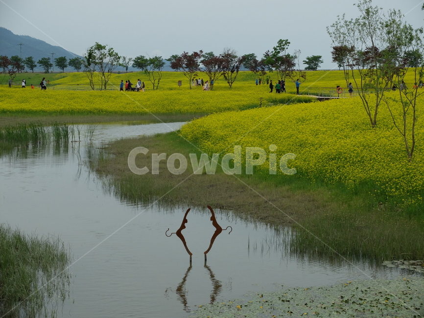 공원,자연,호수,유채꽃,풍경,자연,풍경,nature,landscape,사람들,대중,군중,other people,crowd,outdoors,옥외,land,땅,water,물,field,들,grassland,목초지