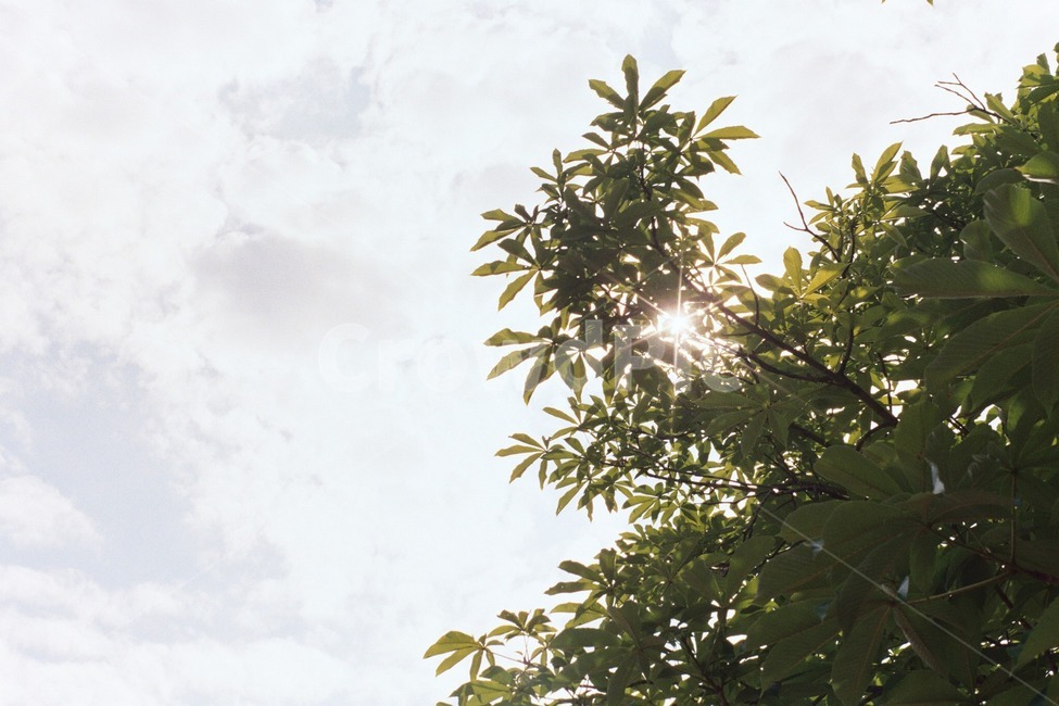 숲,나무,햇빛,빛갈라짐,하늘,필름,빛내림,나뭇잎,필름사진,자연,forest,tree,sun,sunlight,sunshine,sky,flare,플레어,빛,light