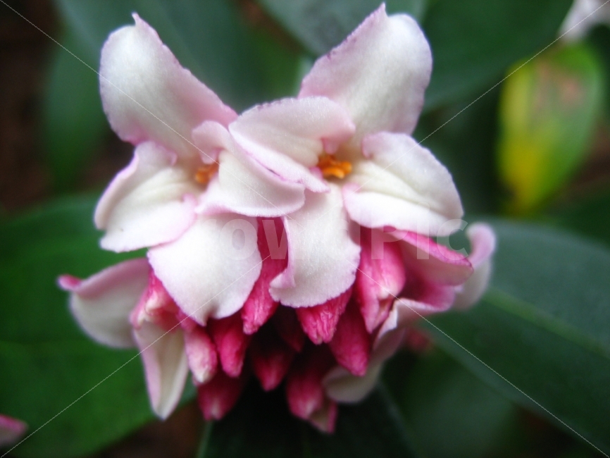 꽃,식물,숲,분홍빛,순수,식물,자연,plants,nature,꽃,flower