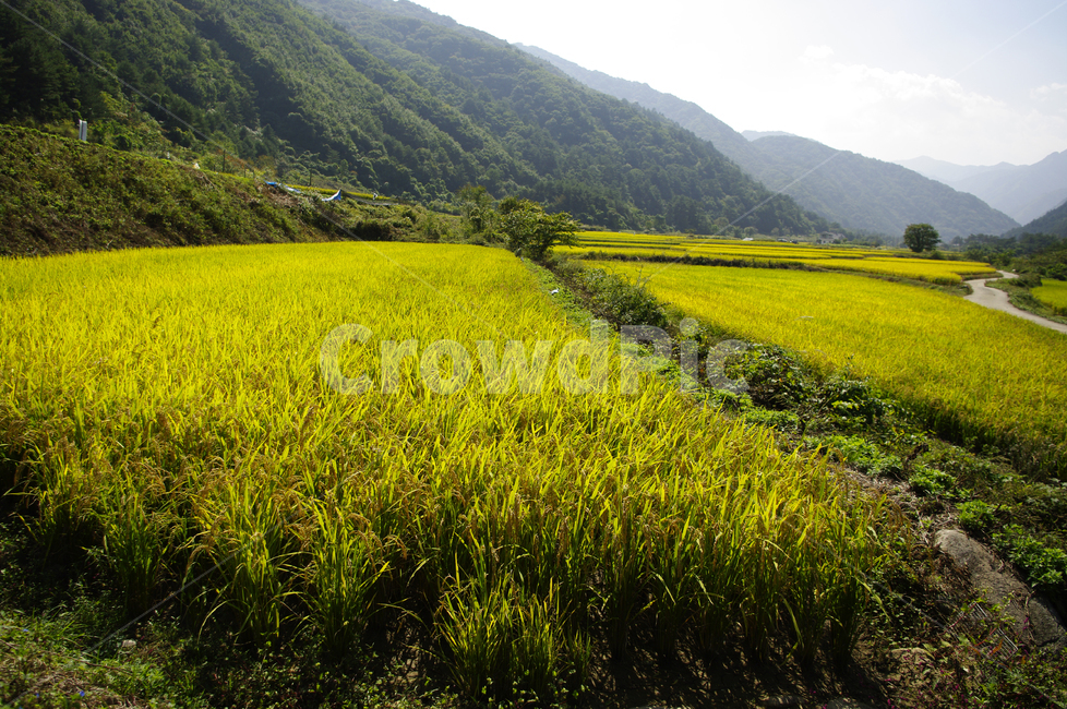 시골,논,벼,풍경,농촌,자연,풍경,nature,landscape,grassland,목초지,field,들,outdoors,옥외