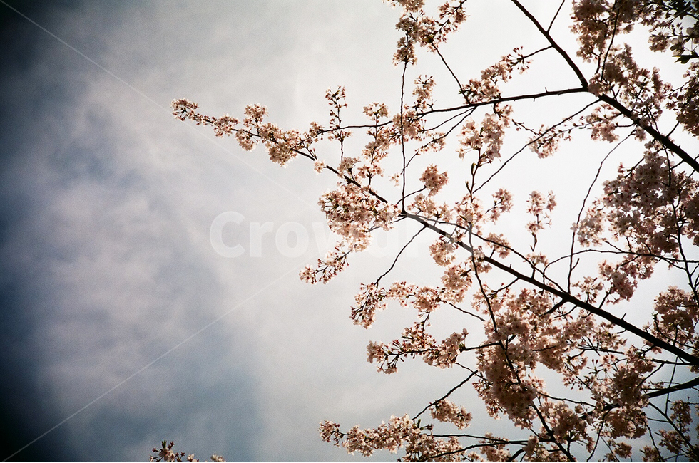 plant,cherryblossom,식물,flower,꽃,blossom,벚꽃,벚꽃나무,로모사진