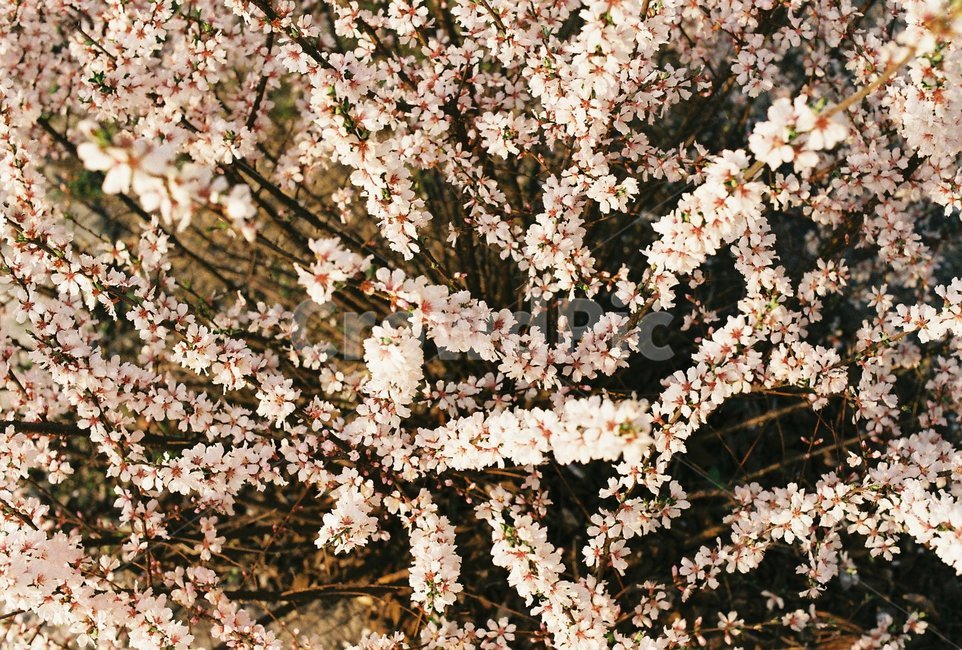 매화,매화나무,봄꽃,봄,꽃,핑크,3월,4월,식물,자연,꽃잎,나무,spring,flower,계절,봄,계절,spring,season,식물,자연,plants,nature,꽃,flower,blossom,cherry blossom,벚꽃,plant