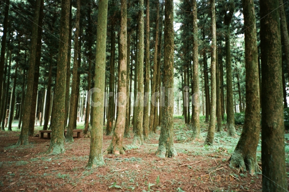 필름,필름사진,제주,제주도,산책,길,나무,초록,국립공원,이끼,여행,film,jeju,analog,자연,풍경,nature,landscape,식물,plants,나무,trees,wood,휴식,힐링,rest,relaxation,healing,vegetation,초목,plant,outdoors,옥외,tree,forest,숲,woodland,삼림지,land,땅,grove,작은 숲