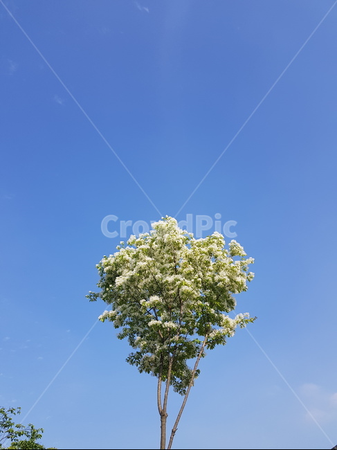하늘,꽃,봄,자연풍경,자연,plant,식물,나무,treetrunk,나무,trees,wood