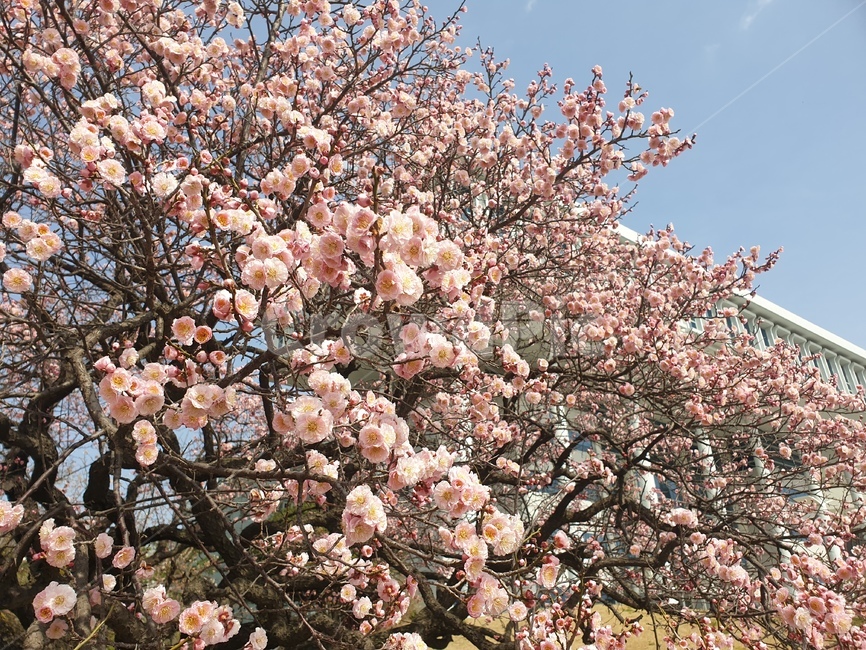 꽃,봄,풍경,spring,매화,홍매화,flower,식물