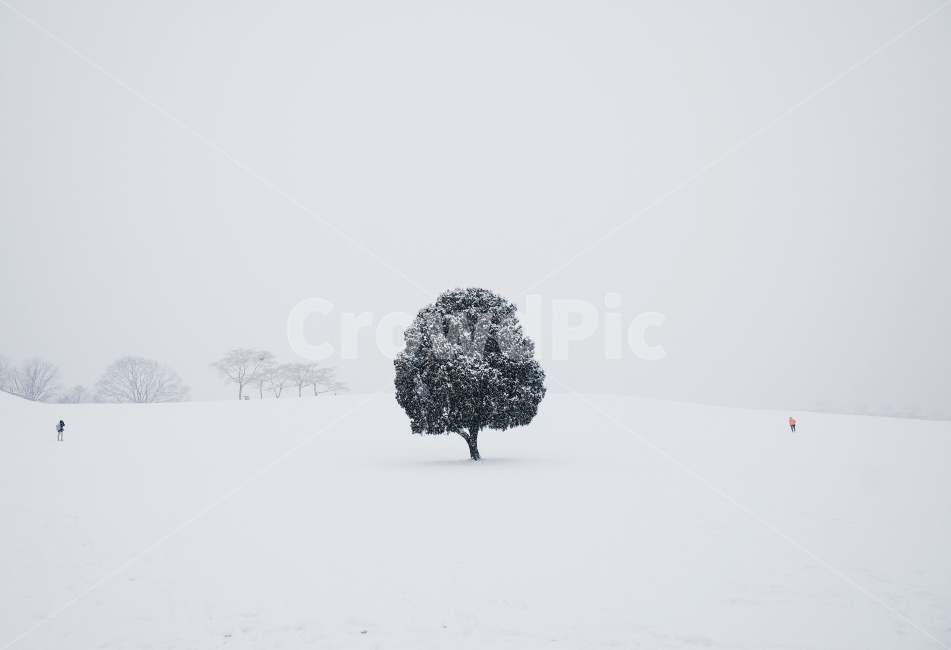 snow scene,outcast tree,tree,winter,olympicpark,Olympic park,alone tree,snow,season,emotional photo,park,landscape