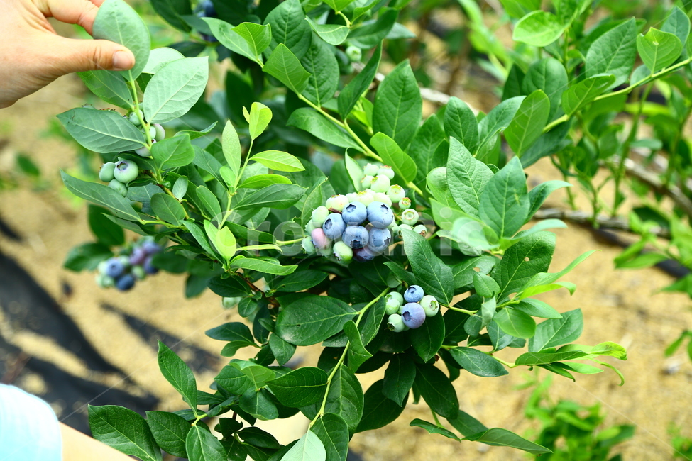 블루베리,베리,과일,나무,식품,농장,과수원,묘목,과수,blueberry,berry,fruit,tree,food,farm,orchard,seedling,fruittree,식물,자연,plants,nature,과일,열매,fruit