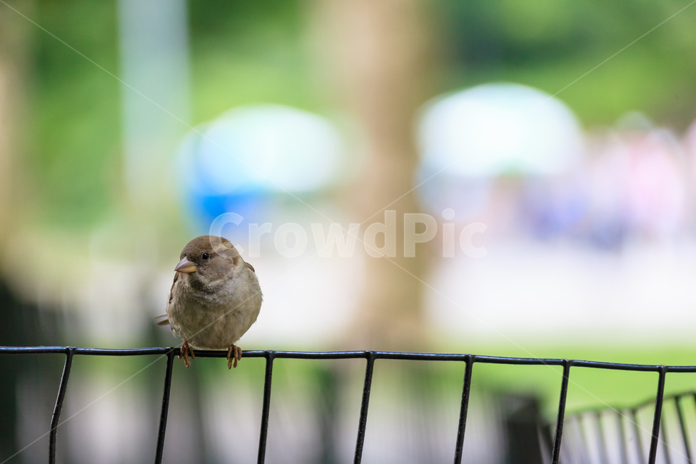 참새,작은,자연스러운,야생,새,공원,부리,정원,야생생물,동물,animal,조류,새,birds
