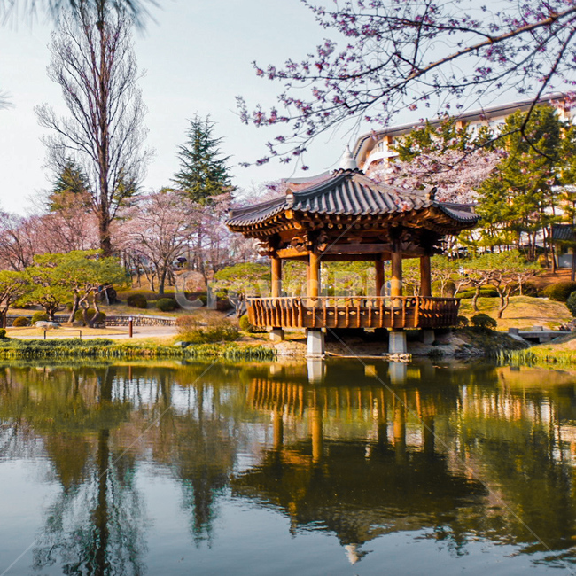 경주,보문정,공원,벚꽃,풍경,봄,계절,spring,season,자연,풍경,nature,landscape,한국자연풍경,한국자연경관,korea nature landscape