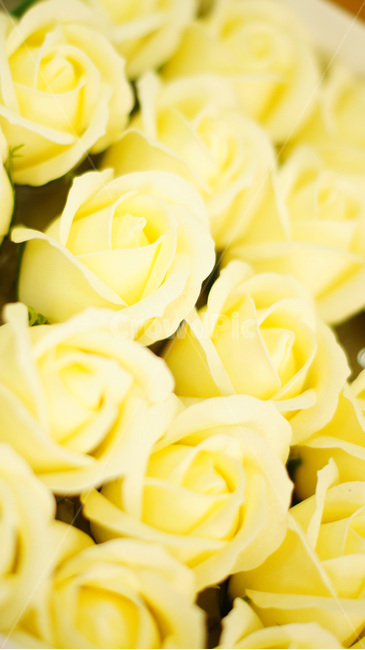 장미,꽃,비누꽃,rose,flower,사랑스러운,감성,바탕,배경,lovely,adorable,우아한,beautiful,아름다운,plant,식물,상자,노랑,yellow,분위기,식물,자연,plants,nature,꽃,flower