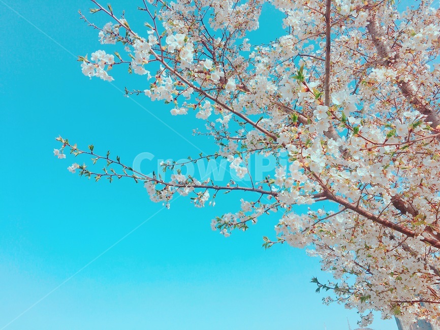 푸른하늘,봄,벚꽃,4월,sky,spring,봄,계절,spring,season,식물,자연,plants,nature,꽃,flower,plant,blossom