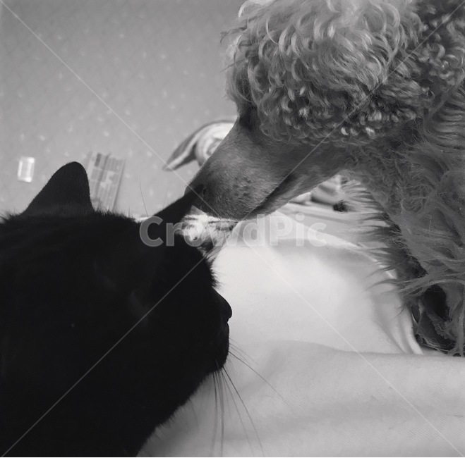 고양이,흑백,흑백사진,강아지,커플,친구,동물,animal,포유류,mammal,고양이,cat,kitten,kitty,개,강아지,dog,doggy,흑백,모노톤,monochrome,black and white