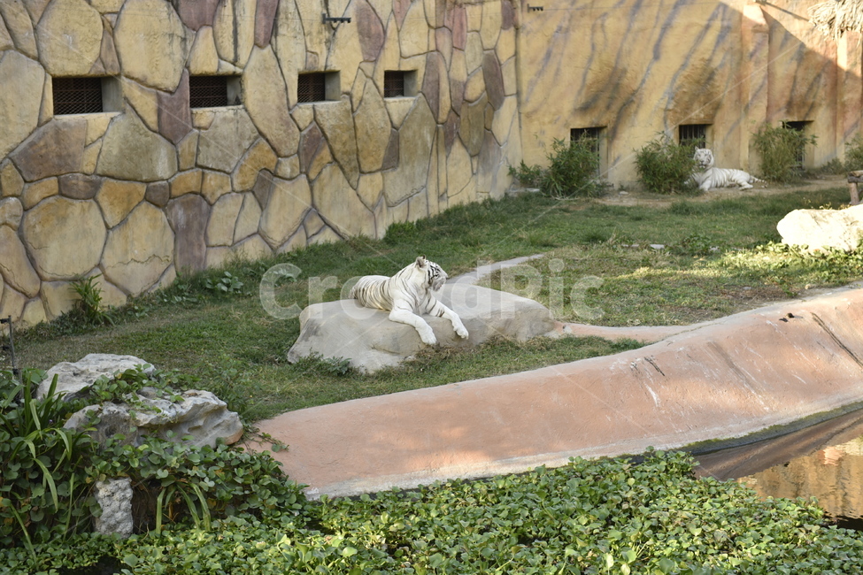 zoo,동물원,animal,동물,호랑이,동물,animal,포유류,mammal