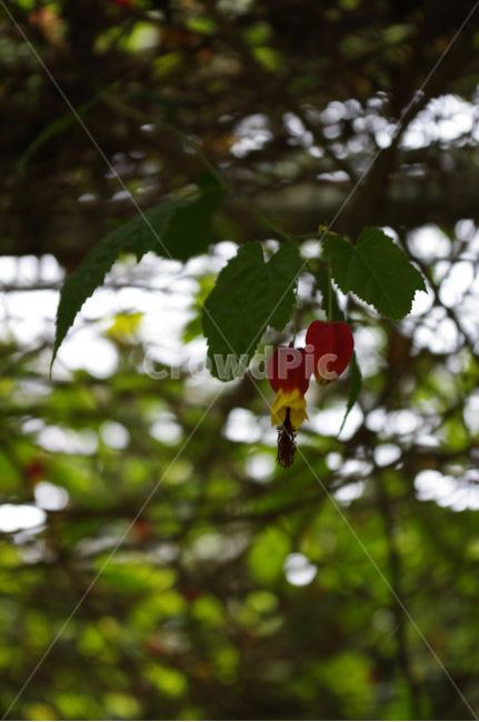 꽃,식물,flower,plant,아브틸론,식물,자연,plants,nature,꽃,flower