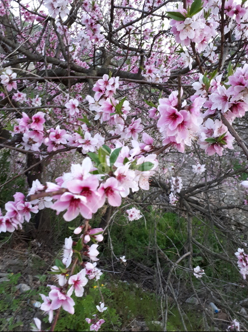 꽃,blossom,식물,plant,봄꽃,봄