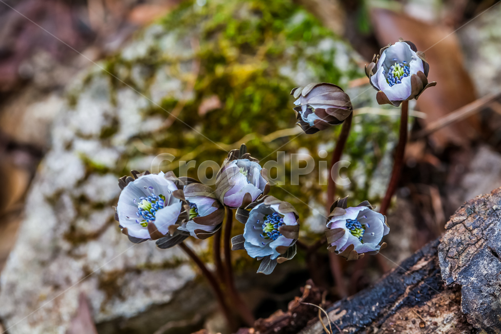 바람꽃,꽃,야생화,식물,봄,화분,flower,plant,blossom,식물,자연,plants,nature,꽃,flower