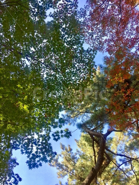 가을,가을하늘,단풍,가을단풍,단풍그림자,식물,자연,plants,nature,나무,trees,wood