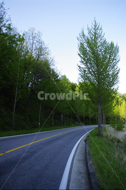 초록,신록,잎,나무,식물,plant,자연,nature,하늘,도로,가로수,자연,풍경,nature,landscape,road,asphalt,아스팔트,highway,고속도로,freeway,고속 도로