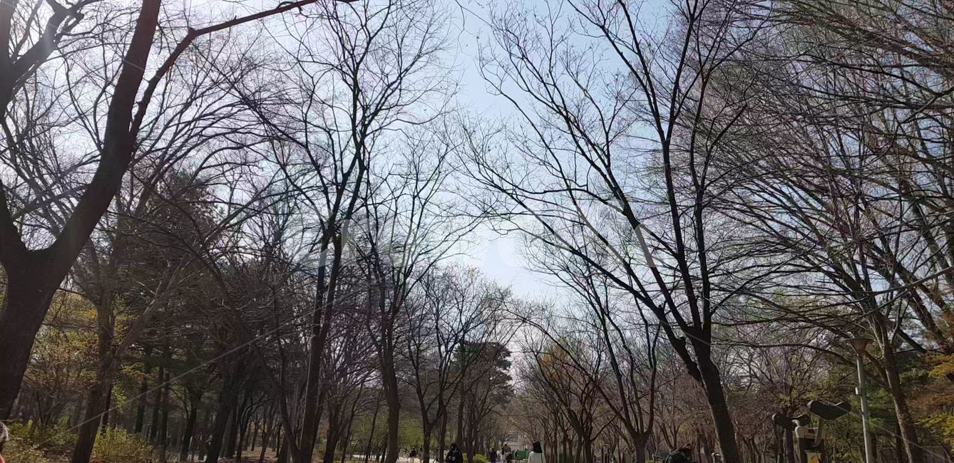 봄,벚꽃,blossom,나무,flower,식물,plant,꽃,숲,vegetation,초목,land,나라,삼림지,woodland,nature,자연,outdoors,옥외,작은숲,grove