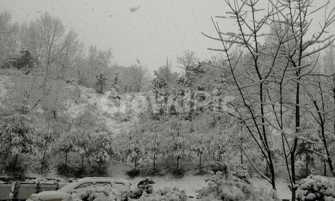 눈,겨울,나무,설산,화이트,겨울,계절,winter,season